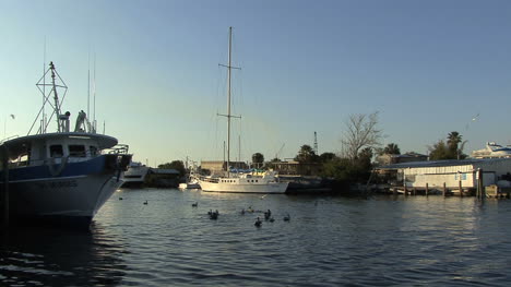 Tarponfedern-Boote-Und-Pelikane