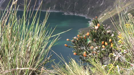 Vegetación-Del-Lago-Del-Cráter-De-Ecuador