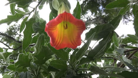 Ecuador-Tropische-Blume