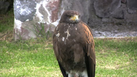 Ecuador-Hawk-öffnet-Den-Mund
