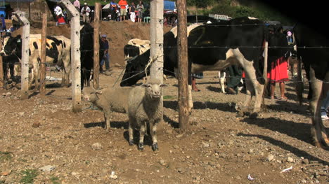 Ecuador-Un-Cordero-Y-Vacas-En-Un-Mercado.