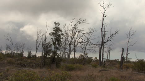 Hawaii-Dead-trees-on-Hilina-Pali-road