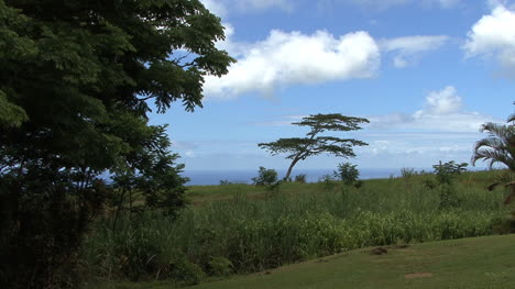 Lone-tree