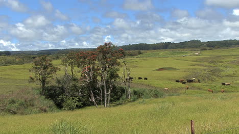Hawaii-Ländliche-Landschaft-Kühe-Auf-Der-Weide
