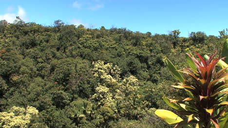 Bosque-Tropical-De-Hawaii