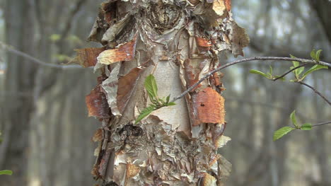 Corteza-De-árbol-Pelando-En-Primavera