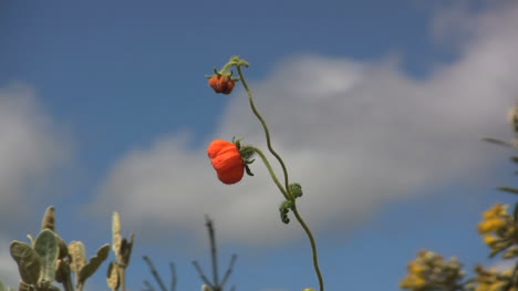 Ecuador-Wilde-Blume