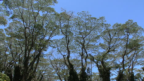 Hawaii-Monkey-pod-branches