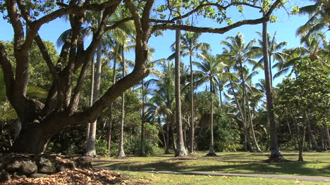 Park-with-palms-in-Puna-Hawaii