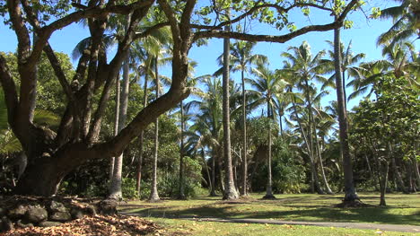 Park-Mit-Palmen-In-Puna-Hawaii