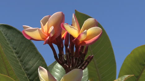 Hawaii-Tropical-flowering-frangipani