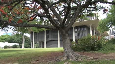 Honolulu-Flowering-tree-frames-Hawaii-capitol-2