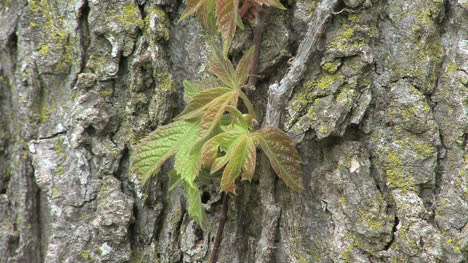 Efeuranke-Am-Baum-2