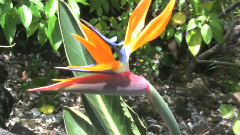 Kauai-Paradiesvogel-Blume