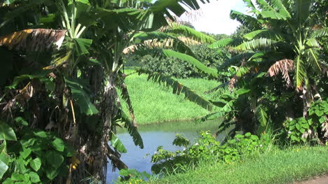 Kauai-Bananen-Am-Kanal-2