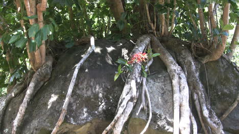 Flor-Kauai-Y-Raíz-De-árbol-En-Piedra