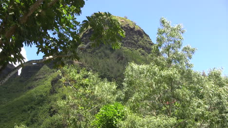 Kauai-Gum-tree-and-rugged-peak