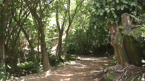 Camino-Kauai-En-El-Bosque-Con-Sombras