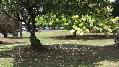 Kauai-Blütenblätter-Vom-Blühenden-Baum