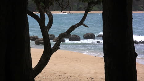 Kauai-Sandwellen-Und-Baumstämme