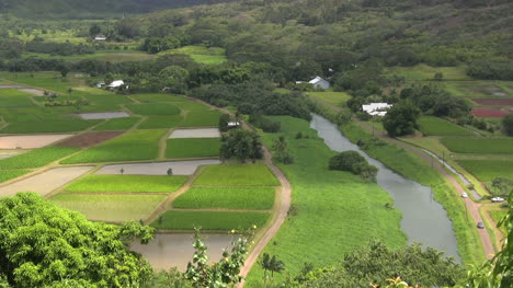 Kauai-Stream-Taro-Felder-Und-Eine-Straße