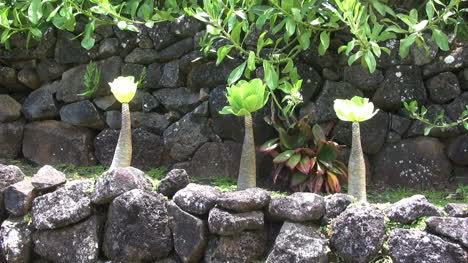 Kauai-Three-plants-in-a-row-above-a-stone-wall