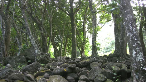 Kauai-Se-Inclina-Hacia-Los-árboles-De-La-Pila-De-Piedras-2