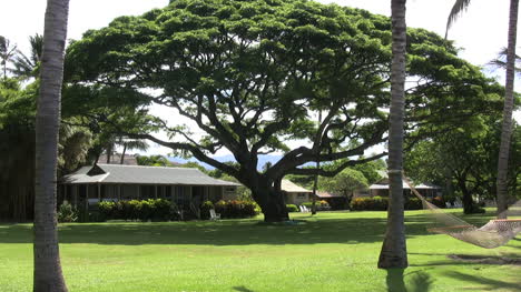 Kauai-Baum-Auf-Dem-Resortgelände-2