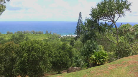 Kauai-Vegetation-Küste-Und-Meer