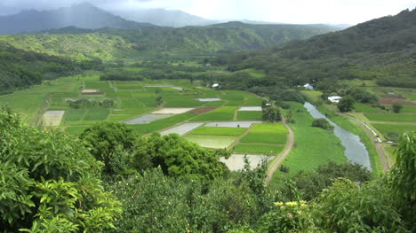 Vista-Kauai-De-Arrozales-Verdes