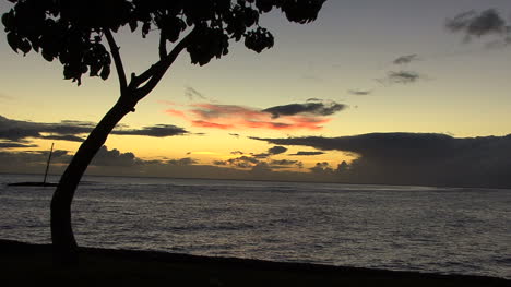 Maui-Nach-Sonnenuntergang-Mit-Einem-Baum