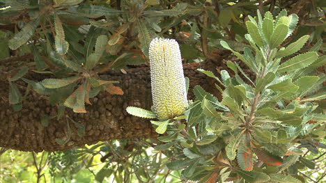 Curiosa-Flor-De-Banksia-En-Arbusto