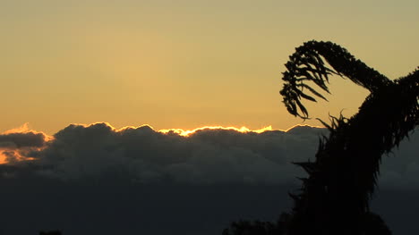 Fern-frond-and-sunrise-over-cloud-bank