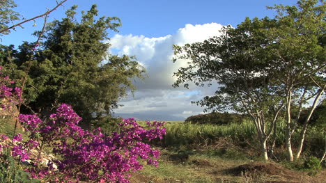 Maui-Blumen-Bäume-Zuckerrohrfeld