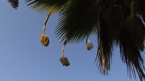 Maui-Fruits-hanging-on-palm-tree