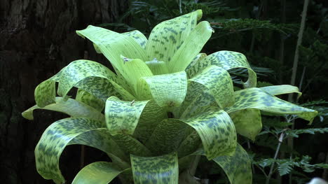 Green-and-yellow-bromeliad