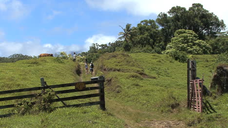 Maui-Hikers-climb-hill-and-scare-cow