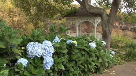 Hydrangeas-and-gazebo-in-Maui