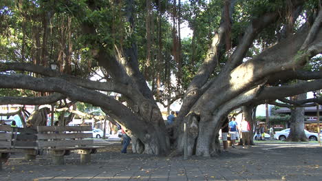 Klettern-Auf-Bayon-Baum-Auf-Maui