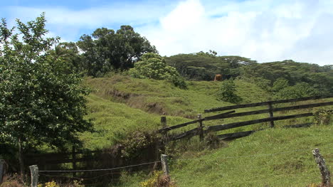 Maui-Weide-Und-Zaun
