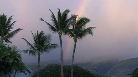 Maui-Rainbow-behind-palms-with-bird-2
