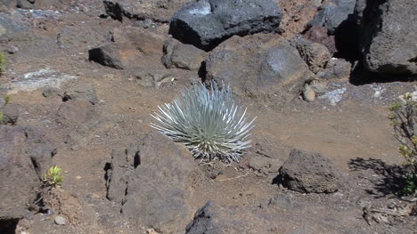 Espada-De-Plata-Maui-Haleakala-Se-Aleja-2