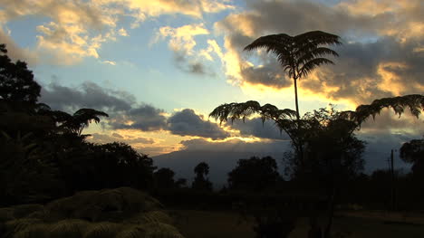 Maui-Sonnenuntergang-Und-Farn
