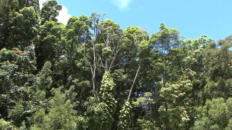 Tops-of-rainforest-trees