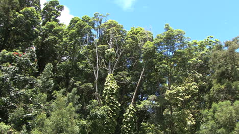 Copas-De-Los-árboles-De-La-Selva