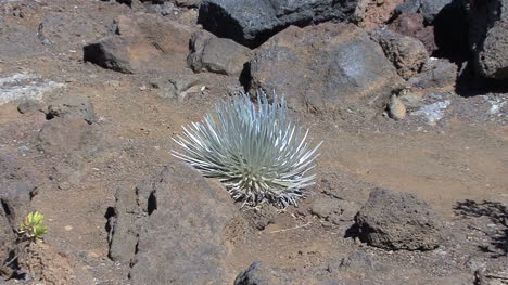 Maui-Zooms-on-silver-sword-Haleakala