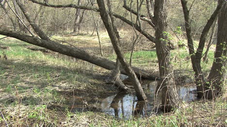 Mississippi-Fluss-Sumpfgebiet