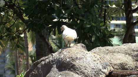 Waikiki-pigeon-flies