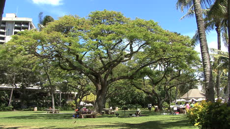Waikiki-Baum-Im-Park