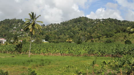 St.-Lucia-Bananenplantage-Landwirtschaft-Plant